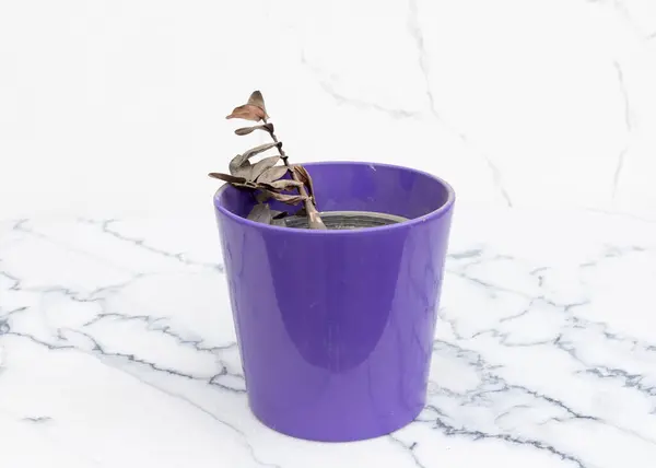 stock image Dried and Withered ZZ Plant in Purple Pot