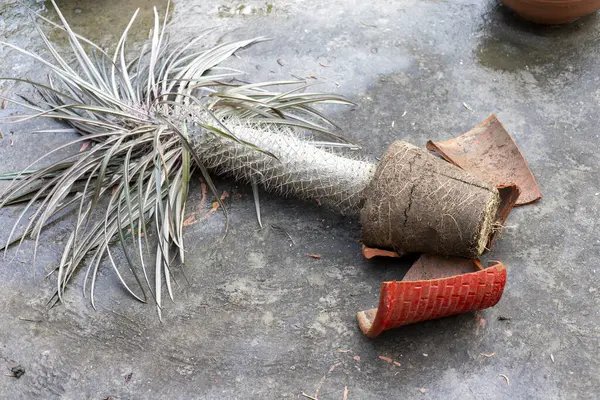 stock image Pachypodium madagascar palm in a pot collapsed on a floor