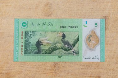 Beş halka gagalı gagalı kuşun arka yüzünde gergedan boynuzları vardır: Pakistan - 26 Temmuz 2024.