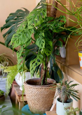 Monstera Adansoni. Kapalı alanda güzel bir tesis.