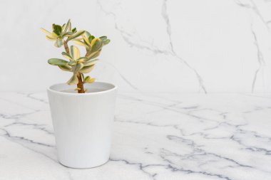 Crassula Ovata kremalı çeşitli sulu bitkiler mermer zeminde beyaz bir seramik kapta