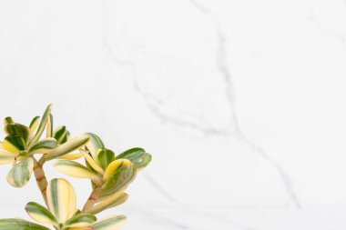 Nadir bulunan Crassula Ovata Yeşim Bitki Para Santrali çeşitlendirilmiş veya beyaz izole bir arkaplan üzerinde İyi Şans Vastu Bitkisi metin için boş alan.