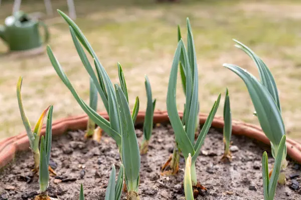 stock image Garlic plants growing in pot closeup view