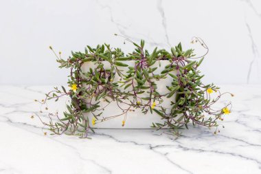 Yakut kolye sulu bitkiyi seramik kapta