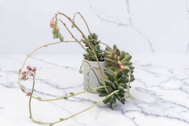 Pachyphytum Compactum beautiful succulent in a ceramic pot on a marble floor clipart