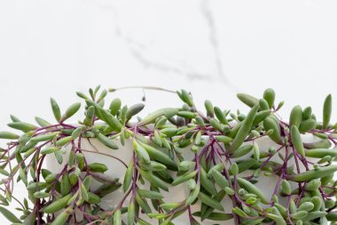 Closeup of ruby necklace plant on white isolated background with copy space clipart