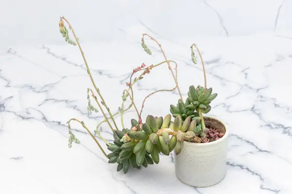 stock image Pachyphytum Compactum little jewel beautiful plant