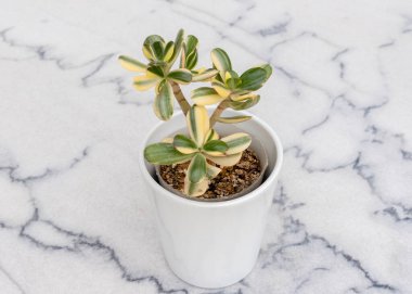 Güzel crassula ovata kremalı sarı varyasyon bitkisi beyaz bir seramik tencerede