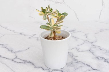 Beyaz seramik bir kapta nadir bulunan crassula ovata sulu bitkisi.