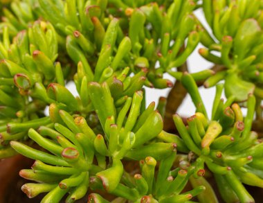 Crassula ovata gollum sulu bitki borular, trompet şeklinde yapraklar kırmızı uçlu. Seçici odak.