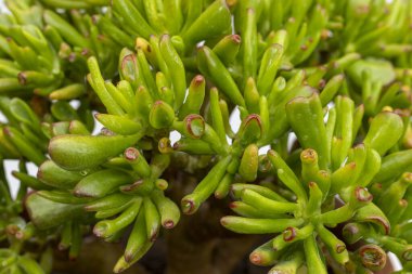 Beautiful Crassula ovata gullom having green tubed leaves with bright red tips closeup view. clipart