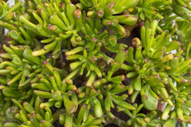 Crassula ovata gollum sulu bitki yakın çekim. Seçici odak.