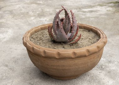 Aloe Aculeata Plant in Round Clay Pot on Concrete Surface clipart