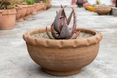 Terracotta Ot 'taki Aloe Aculeata Fabrikasının Yakın Çekimi