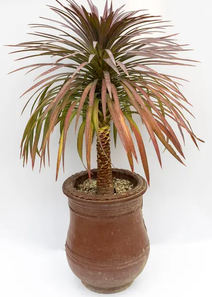 Stock image Yucca desmetiana succulent plant in a clay decorative pot on white background