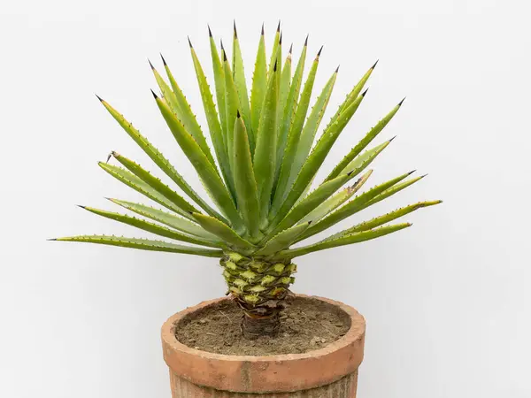 stock image Agave Ddecipiens False Sisal aka Florida Agave isolated on White Background