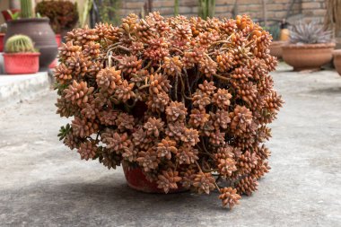 Beauiful graptosedum succulent in a pot clipart