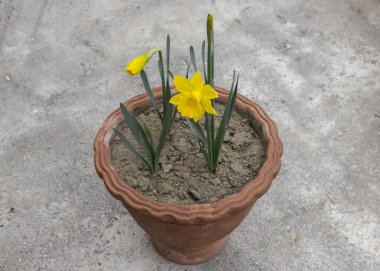 Lovely fresh yellow narcissus growing in pot in springtime clipart