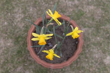 High angle view of blooming daffodil flower in pot in the garden clipart