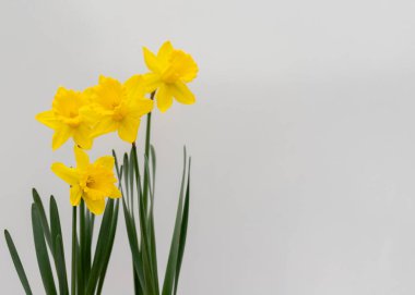 Beautiful yellow daffodils on white isolated background with copy space clipart