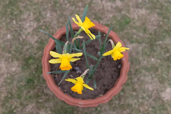 stock image High angle view of blooming daffodil flower in pot in the garden