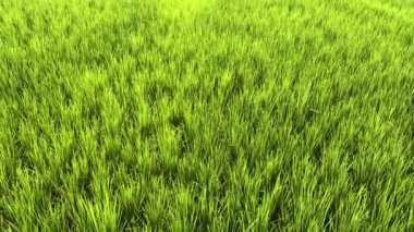 Bereketli yeşil pirinç tarlası. Gün batımında yakın plan.