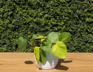 Philodendron kireç yeşili kalp biçimi bahçedeki ahşap bir yüzey üzerinde beyaz tencerede bitki bırakır.