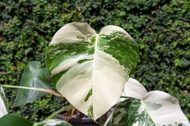 Beautiful variegated leaves of monstera albo borsigiana closeup clipart