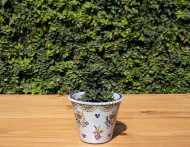 Ahşap bir masada seramik dekoratif bir tencerede yeşil sarmaşık duvarına karşı Haworthia 'nın güzel bitkisi