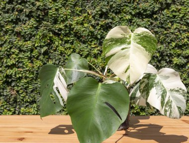 Monstera borsigiana albo çeşnili bitki, bahçedeki ahşap bir masada bir tencerede.