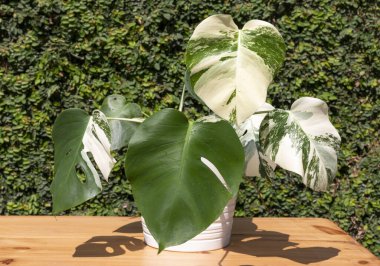 Monstera deliciosa variegated full plant in white ceramic pot clipart