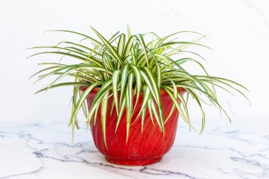 Chlorophytum comosum spider grass in red pot on white isolated background clipart