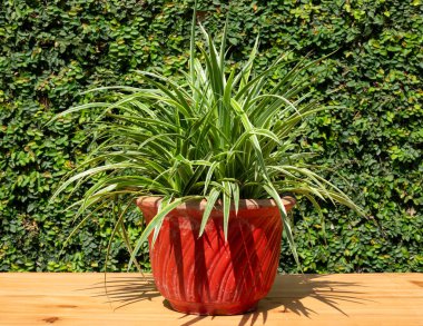 Yaygın örümcek otları (ters örümcek bitkisi) kenarlarında beyaz çizgili yeşil yapraklara sahiptir..