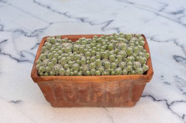 Yeşil Thimble Kaktüsü (Mammillaria) mermer zeminde kil bir tencerede