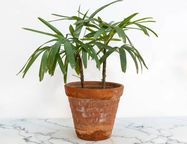 stock image Rhapis excelsa (bamboo palm) in a clay pot on a marble floor and white wall background