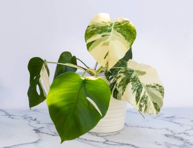 Monstera, mermer zeminde beyaz tencerede bulunan çeşitli bitkiler.