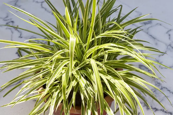 stock image Top view of a green spider grass plant