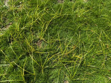 Deela weeds or nut grass (Cyperus rotundus) in grass clipart