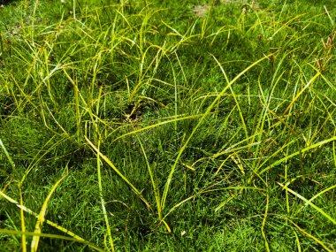 Nut Grass (Cyperus rotundus Linn.) Ya da çimenli çimlerde büyüyen çim bıçakları.