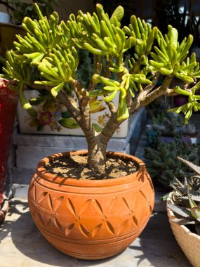Dekoratif Terracotta Kapalı Tenceresinde Crassula Sulu Bitkisi