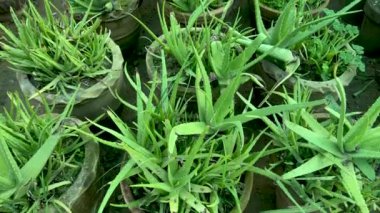 Aloe vera bitkileri çocuk odasında saksılarda yetişiyor.