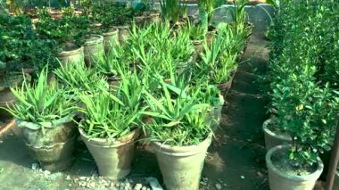 Aloe vera bitkileri serada büyük saksılarda