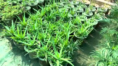 Aloe vera bitkileri saksılarda yetişiyor
