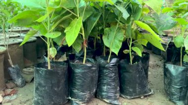 Tamarillo ağaç fidanları serada çoklu çantalarda