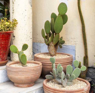 Three different colors of Opuntia microdasys bunny ears cactus red, white and yellow colors cactus in clay pots in outdoor patio clipart