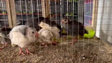 Gine tavuğu kafeste hasta keats
