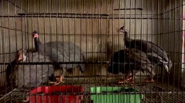 Evcil tavuklar, evcil hayvan dükkanında tutsak.