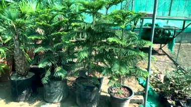 Araucaria heterophylla ya da Norfolk Spruce, Norfolk Adası 'nda yetişen bir kozalak türüdür..
