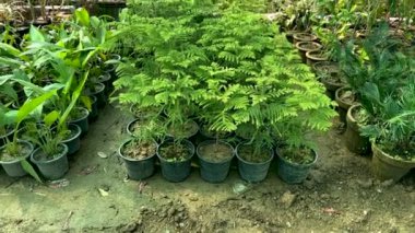 Bitki yuvasındaki saksılarda küçük araucaria ağaçları