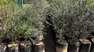 Bitki fidanlığında yetişen zeytin fideleri satılık.